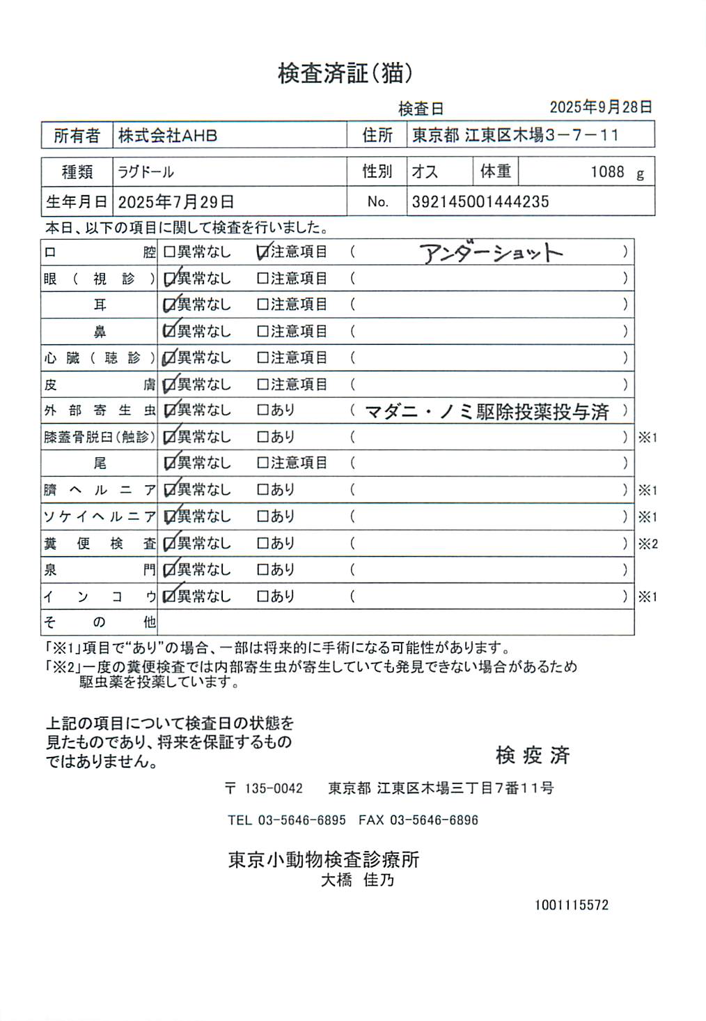 ラグドール