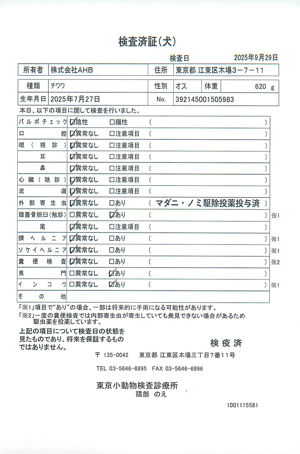 チワワ