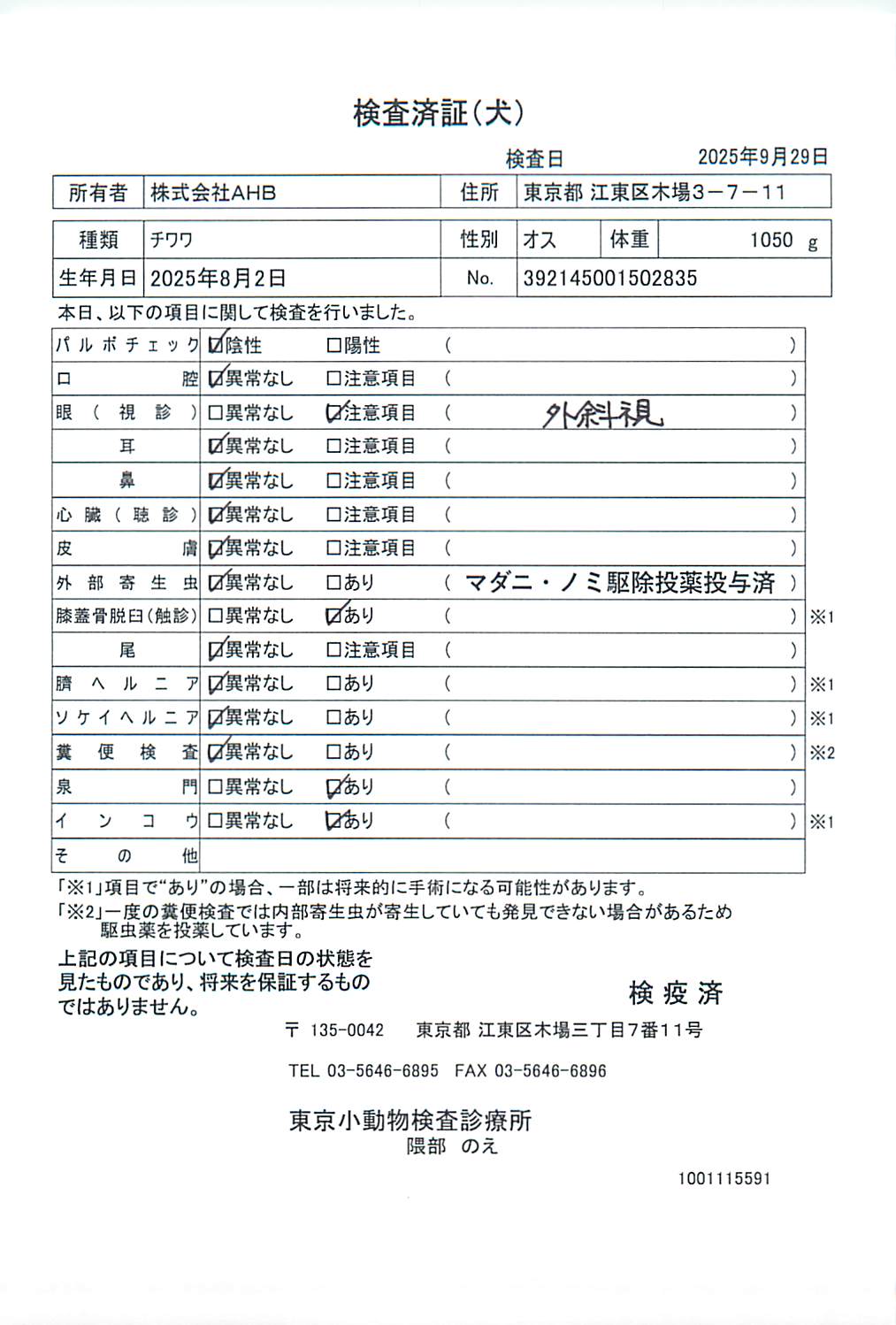 チワワ