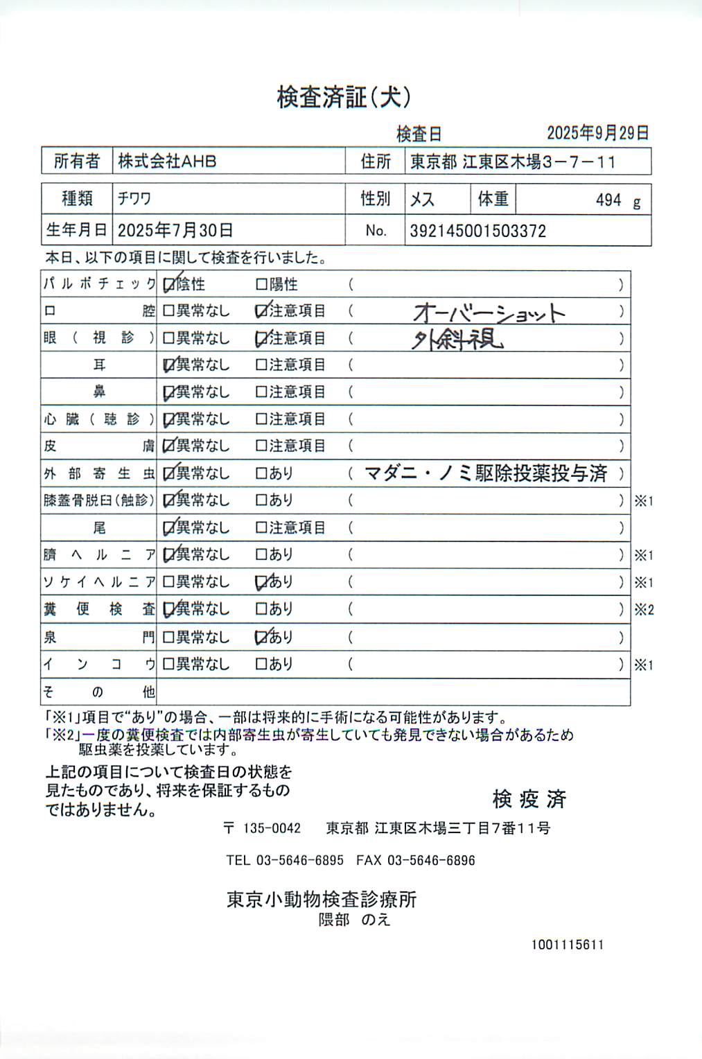 チワワ