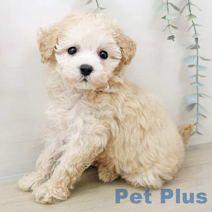 青森県のトイプードル(トイ) (ペットプラス 青森浜田店/2025年7月29日生まれ/女の子/ペールフォーン)の子犬の1枚目の画像