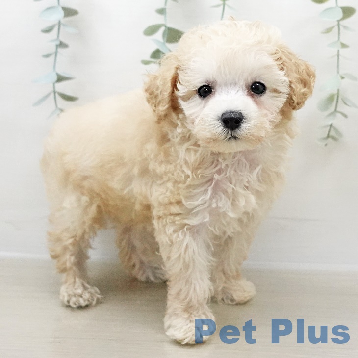 青森県のトイプードル(トイ) (ペットプラス 青森浜田店/2025年7月29日生まれ/女の子/ペールフォーン)の子犬の2枚目の画像
