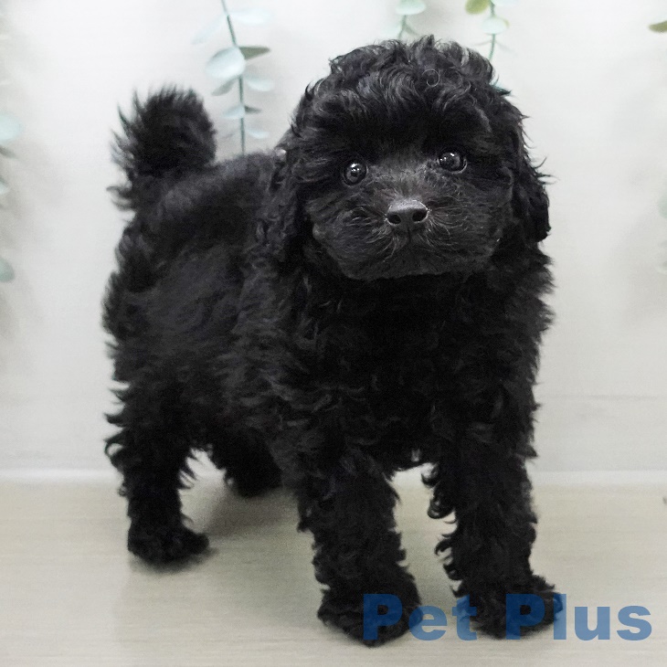 埼玉県のトイプードル(トイ) (ペットプラス羽生店/2025年7月25日生まれ/男の子/ブラック)の子犬