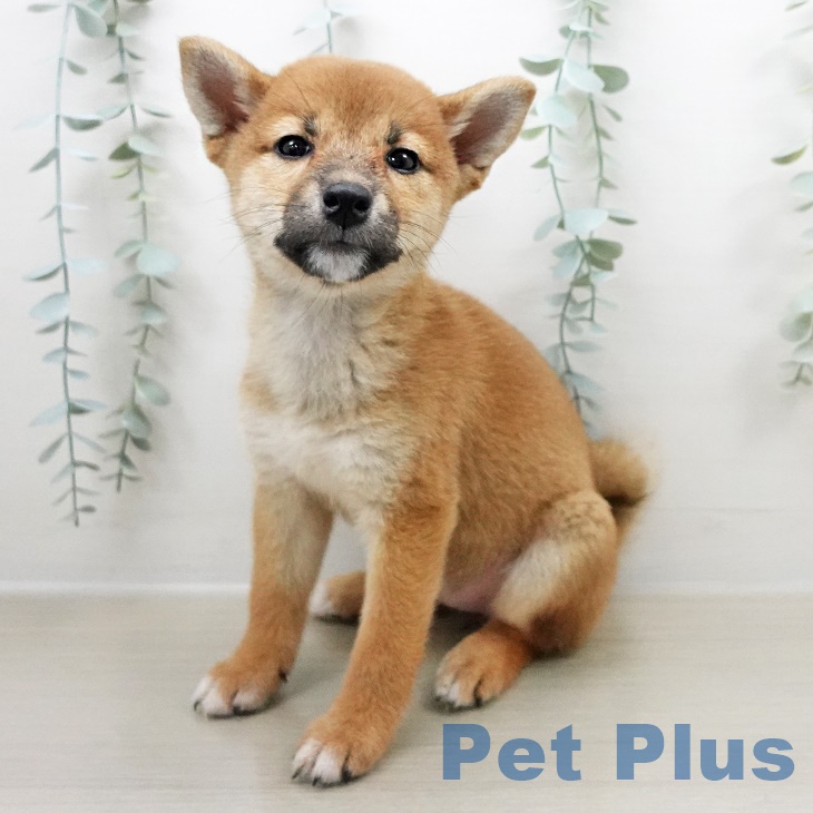 埼玉県の柴犬(標準サイズ) (ペットプラス川口店/2025年8月1日生まれ/女の子/赤)の子犬