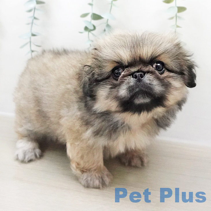 山梨県のペキニーズ (ペットプラス 甲府国母店/2025年8月2日生まれ/男の子/フォーン)の子犬の2枚目の画像