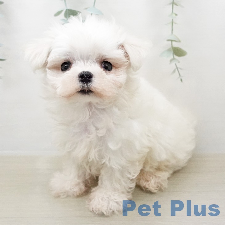 宮城県のマルチーズ (ペットプラス仙台泉大沢店/2025年8月2日生まれ/男の子/ホワイト)の子犬