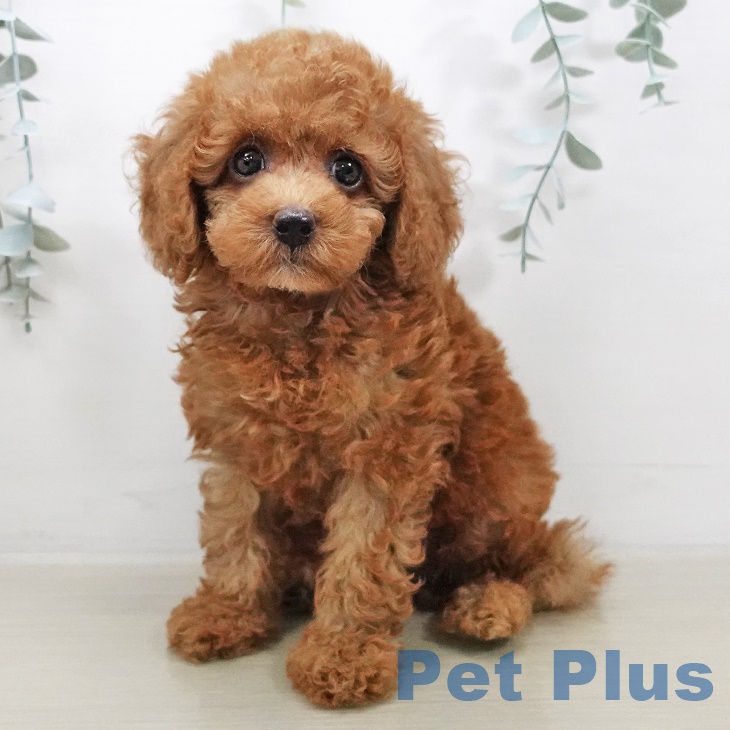 東京都のトイプードル(トイ) (ペットプラス南砂町SUNAMO店/2025年8月1日生まれ/男の子/レッド)の子犬の1枚目の画像