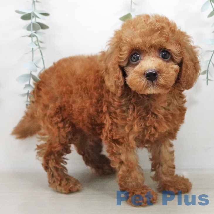 東京都のトイプードル(トイ) (ペットプラス南砂町SUNAMO店/2025年8月1日生まれ/男の子/レッド)の子犬の2枚目の画像