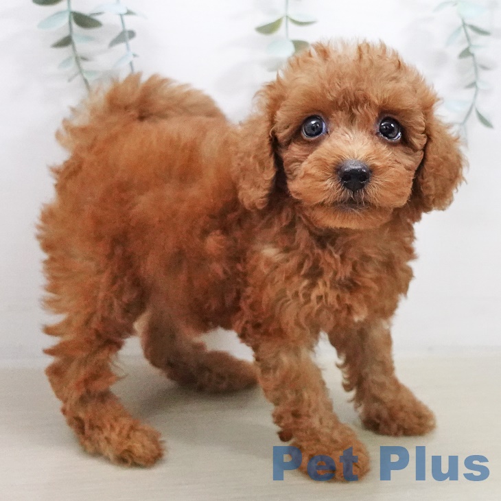 神奈川県のトイプードル(トイ) (ペットプラス天王町店/2025年8月1日生まれ/男の子/レッド)の子犬の1枚目の画像