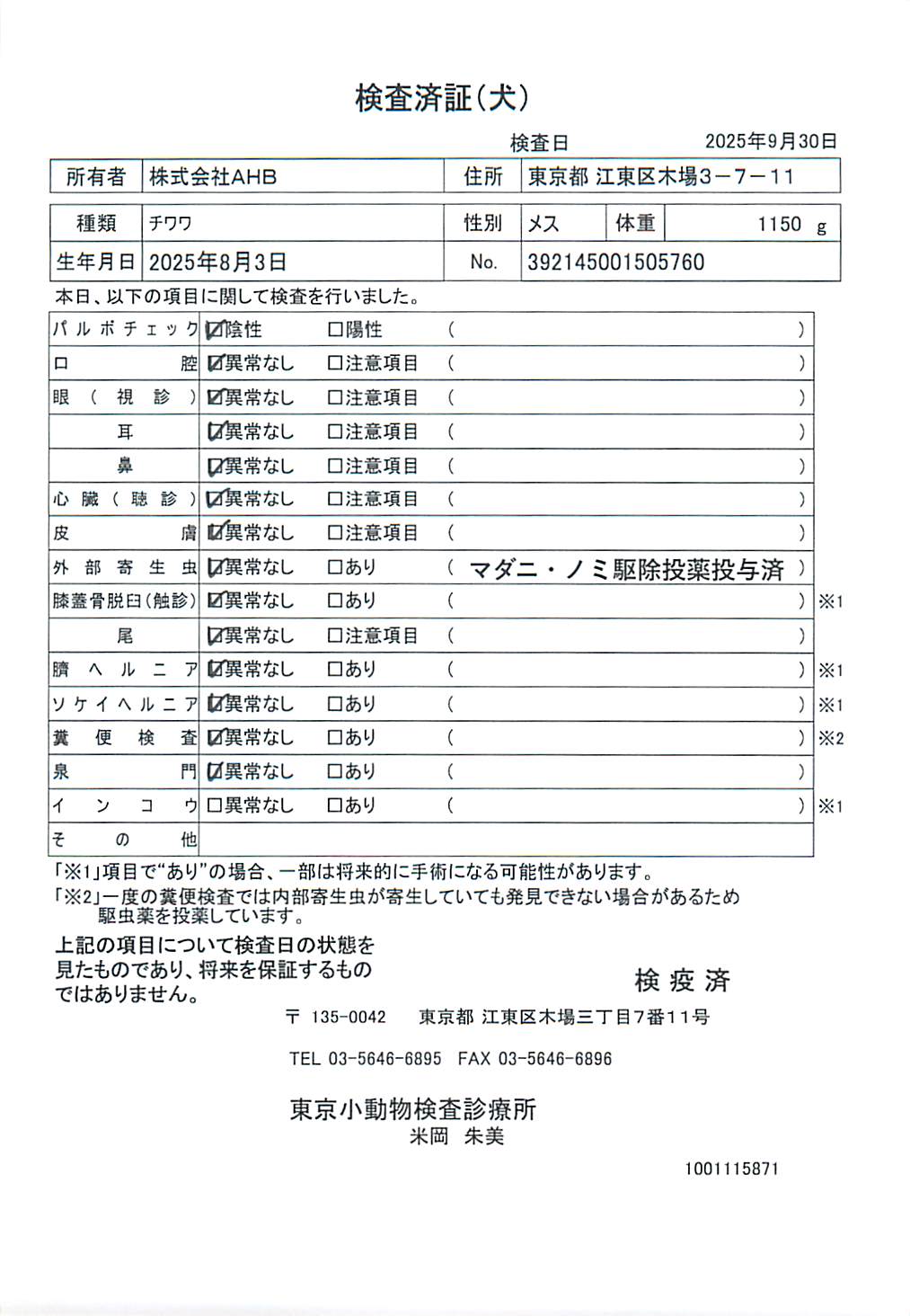 チワワ