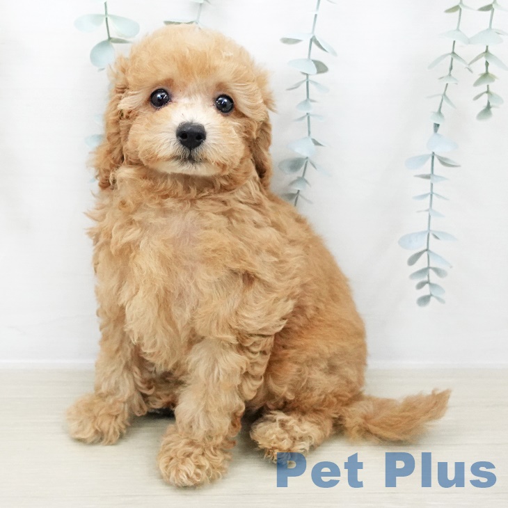 長野県のトイプードル(トイ) (ペットプラス上田店/2025年8月3日生まれ/男の子/オレンジフォーン)の子犬の1枚目の画像