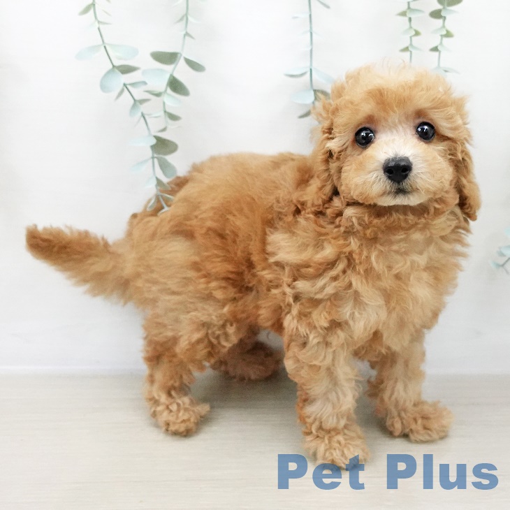 長野県のトイプードル(トイ) (ペットプラス上田店/2025年8月3日生まれ/男の子/オレンジフォーン)の子犬の2枚目の画像