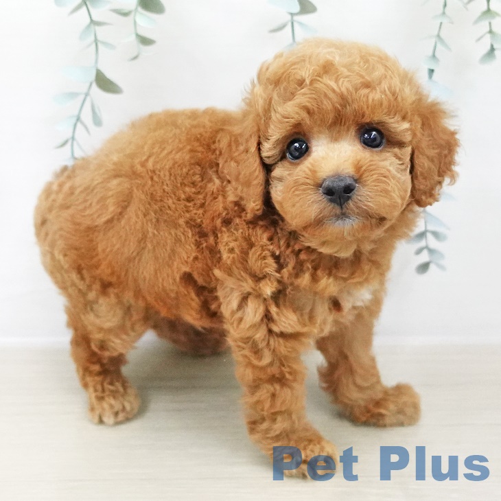 千葉県のトイプードル(トイ) (ペットプラス成田店/2025年8月4日生まれ/男の子/レッド)の子犬の1枚目の画像