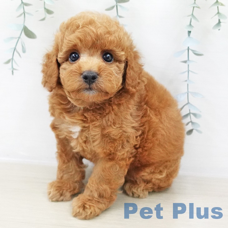 千葉県のトイプードル(トイ) (ペットプラス成田店/2025年8月4日生まれ/男の子/レッド)の子犬の2枚目の画像