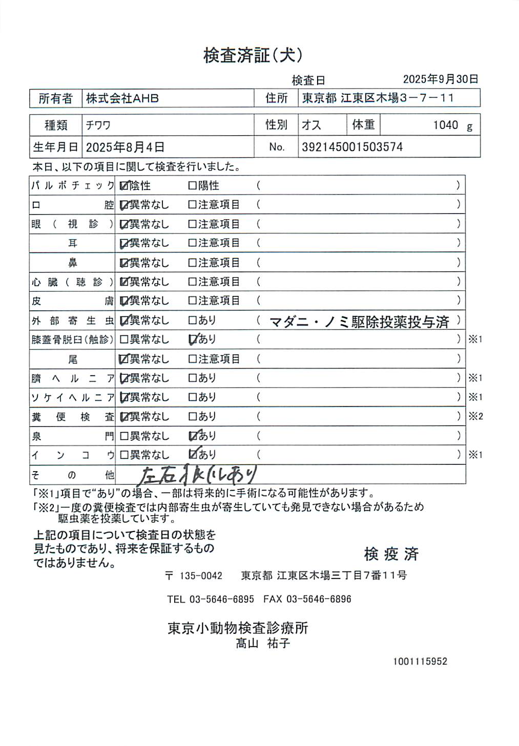 チワワ