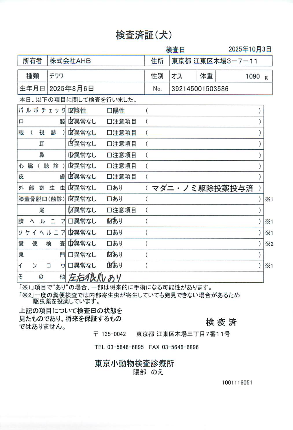 チワワ