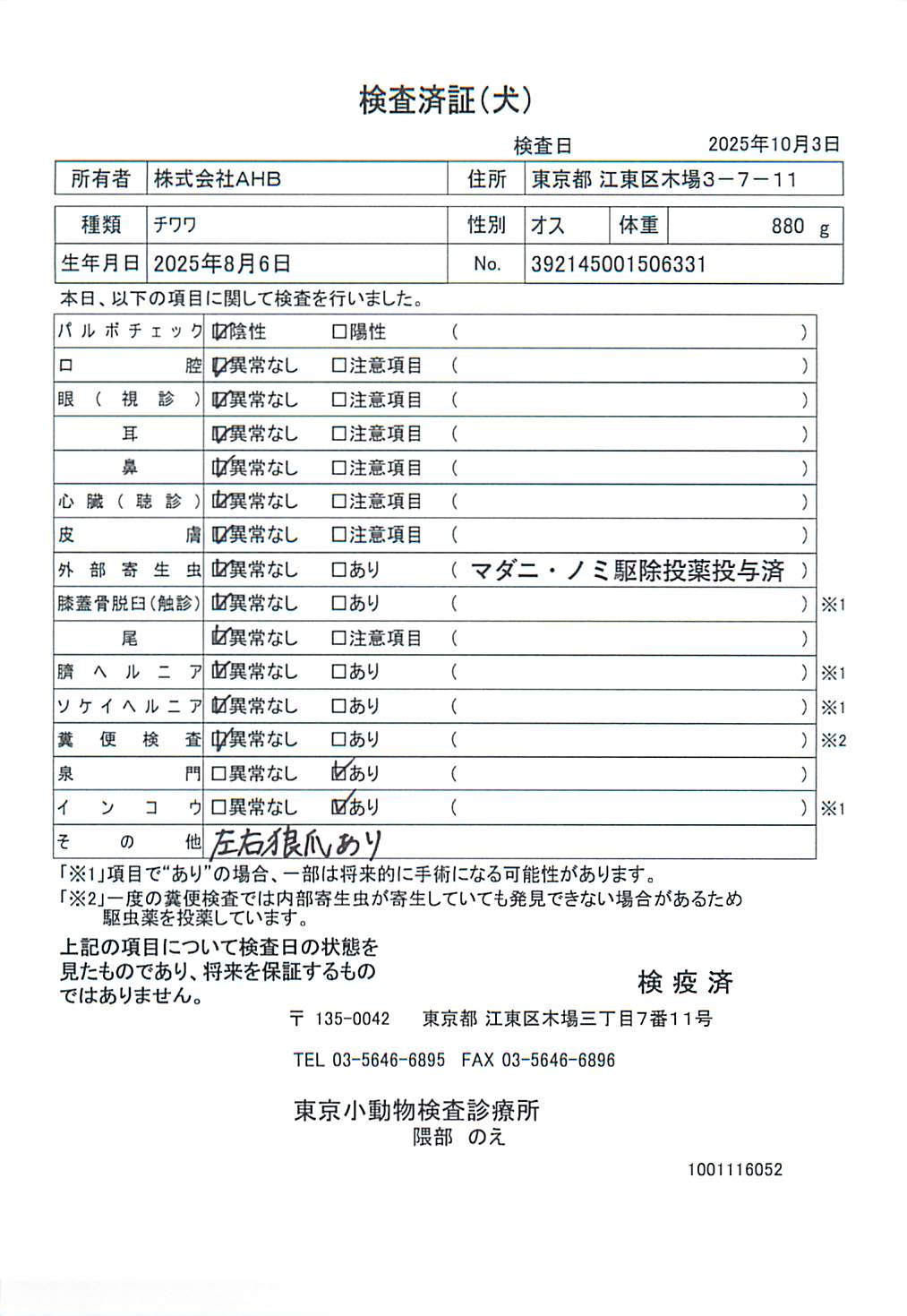 チワワ