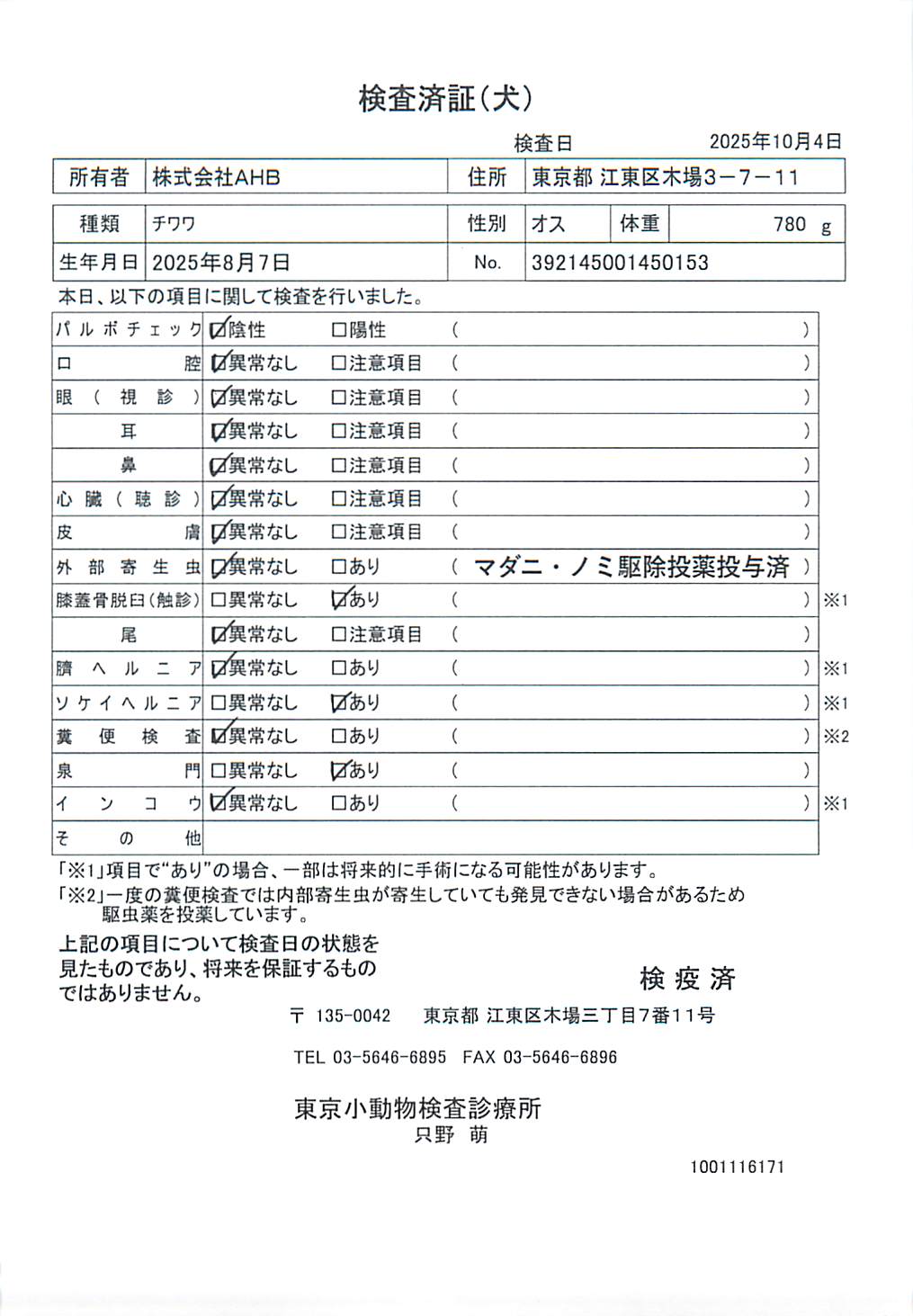 チワワ