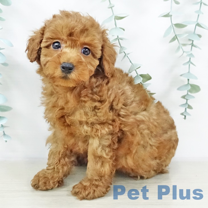 東京都のトイプードル(トイ) (ペットプラス日の出店/2025年8月6日生まれ/男の子/レッド)の子犬の1枚目の画像