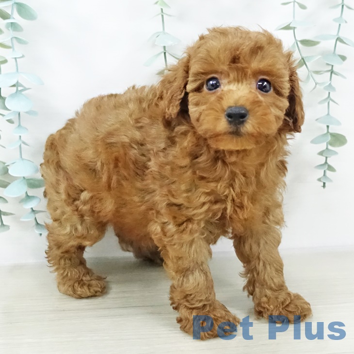 東京都のトイプードル(トイ) (ペットプラス日の出店/2025年8月6日生まれ/男の子/レッド)の子犬の2枚目の画像