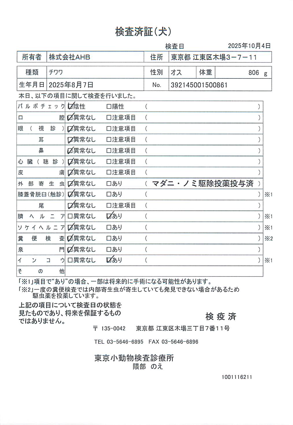 チワワ