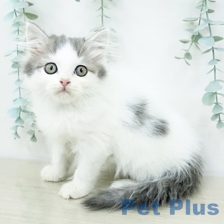 埼玉県のマンチカン (ペットプラス八潮店/2025年8月2日生まれ/男の子/ブルータビーホワイト)の子猫の1枚目の画像