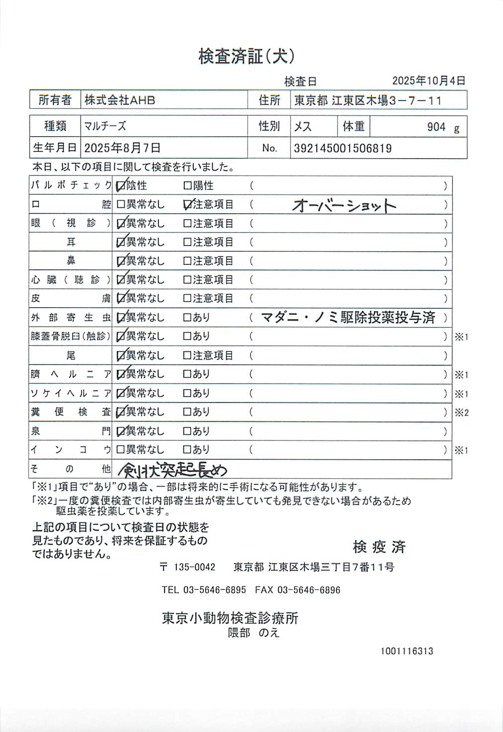 マルチーズ