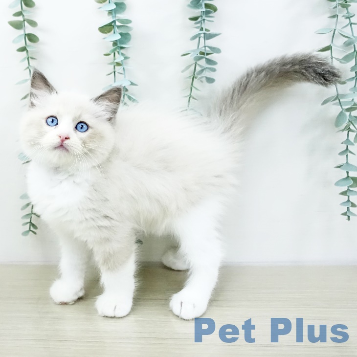 東京都のラグドール (ペットプラス板橋店/2025年8月5日生まれ/男の子/ブルーポイントバイカラー)の子猫の1枚目の画像