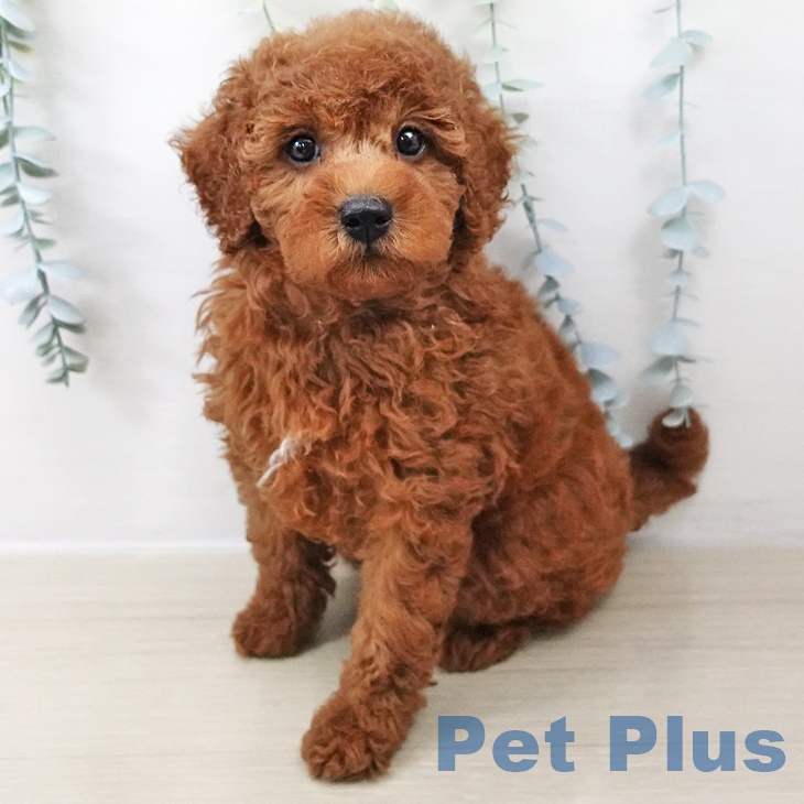 群馬県のトイプードル(トイ) (ペットプラス前橋店/2025年8月4日生まれ/男の子/レッド)の子犬