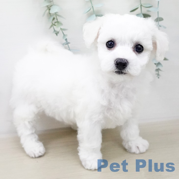 埼玉県のビションフリーゼ (ペットプラス与野店/2025年7月31日生まれ/女の子/ホワイト)の子犬