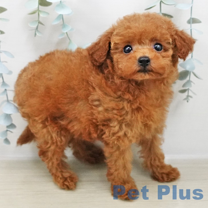 埼玉県のトイプードル(トイ) (ペットプラス与野店/2025年8月7日生まれ/女の子/レッド)の子犬の2枚目の画像