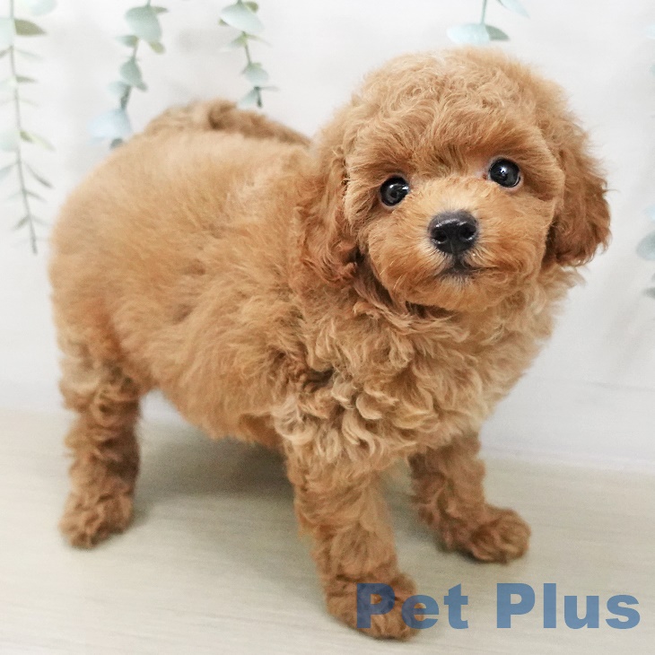 埼玉県のトイプードル(トイ) (ペットプラス与野店/2025年8月6日生まれ/男の子/アプリコット)の子犬の2枚目の画像