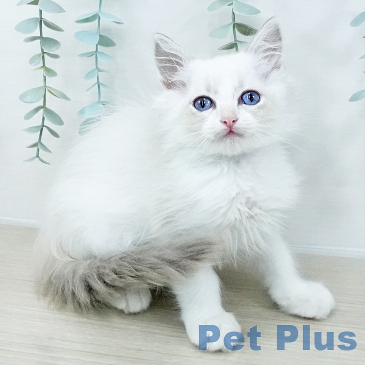 埼玉県のラグドール (ペットプラス与野店/2025年8月8日生まれ/男の子/シールポイントバイカラー)の子猫の2枚目の画像