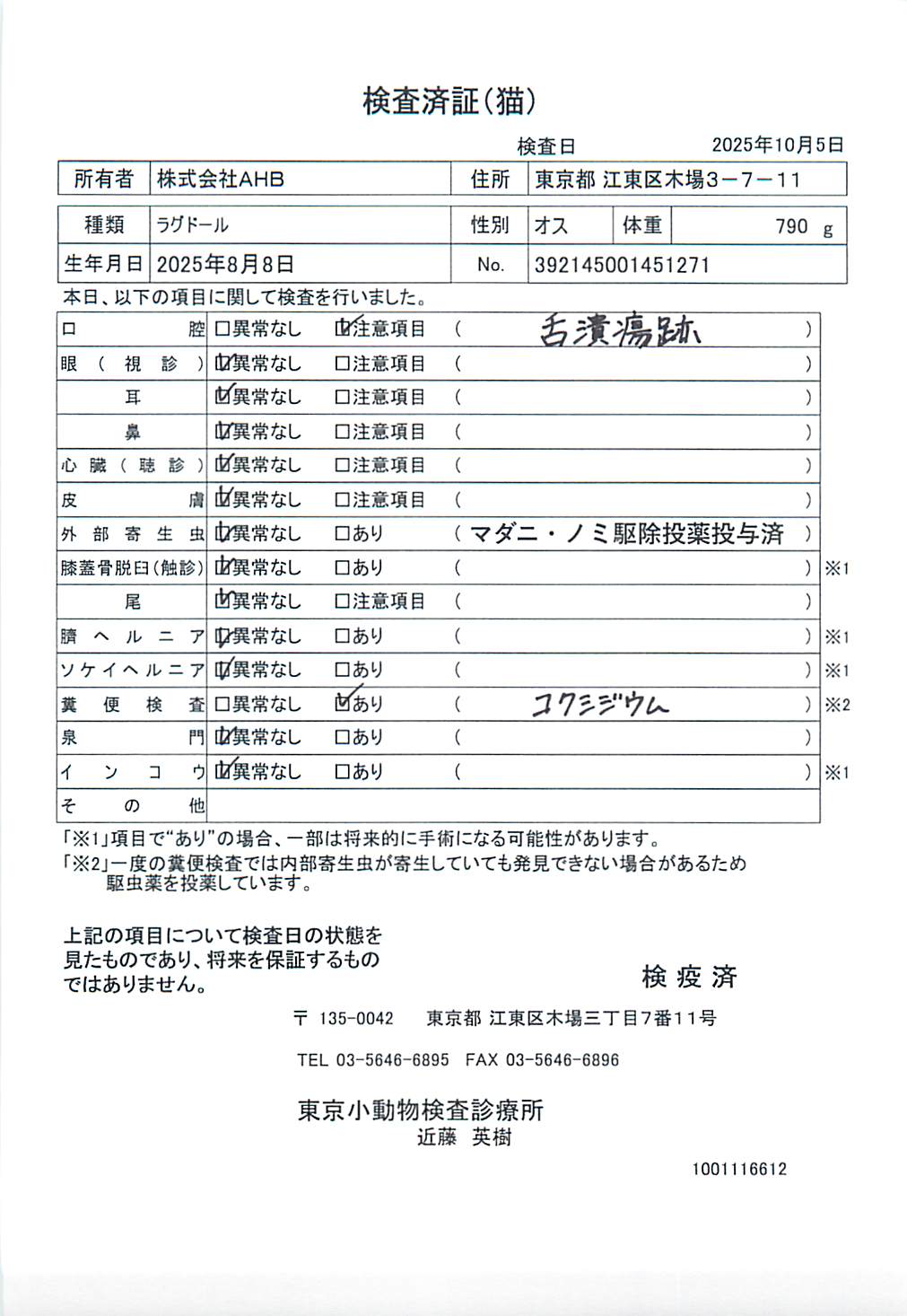 ラグドール