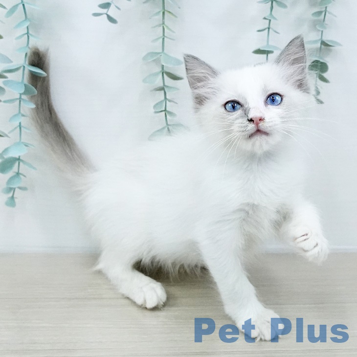 長野県のラグドール (ペットプラス 須坂店/2025年8月8日生まれ/女の子/シールポイントバイカラー)の子猫の1枚目の画像