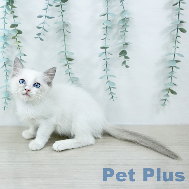 長野県のラグドール (ペットプラス 須坂店/2025年8月8日生まれ/女の子/シールポイントバイカラー)の子猫の2枚目の画像