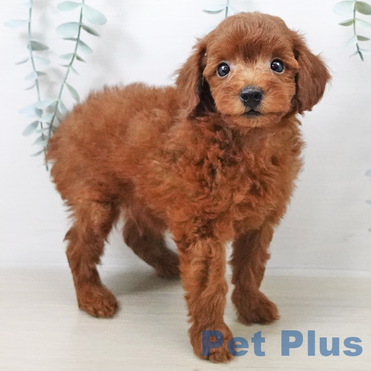 山梨県のトイプードル(トイ) (ペットプラス甲府国母店/2025年8月9日生まれ/男の子/レッド)の子犬