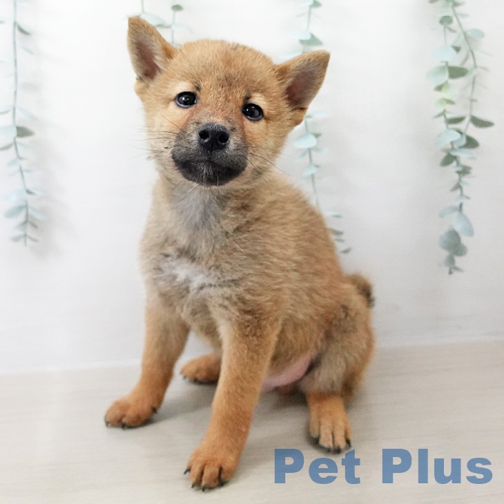 埼玉県の柴犬(標準サイズ) (ペットプラス上尾店/2025年8月8日生まれ/男の子/赤)の子犬