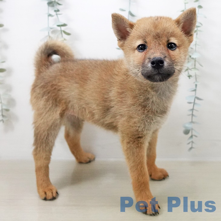 埼玉県の柴犬(標準サイズ) (ペットプラス上尾店/2025年8月8日生まれ/男の子/赤)の子犬の2枚目の画像