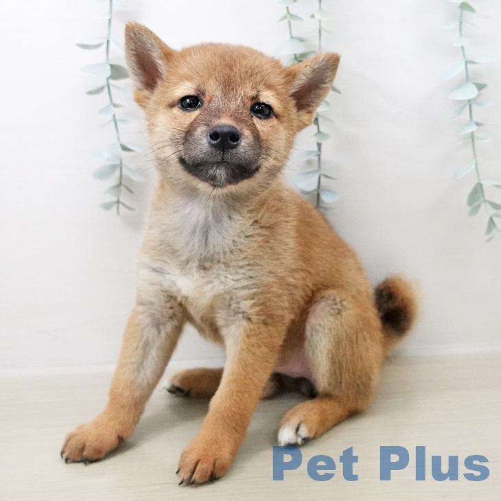 東京都の柴犬(標準サイズ) (立川高島屋S.C.店/2025年8月8日生まれ/女の子/赤)の子犬の1枚目の画像