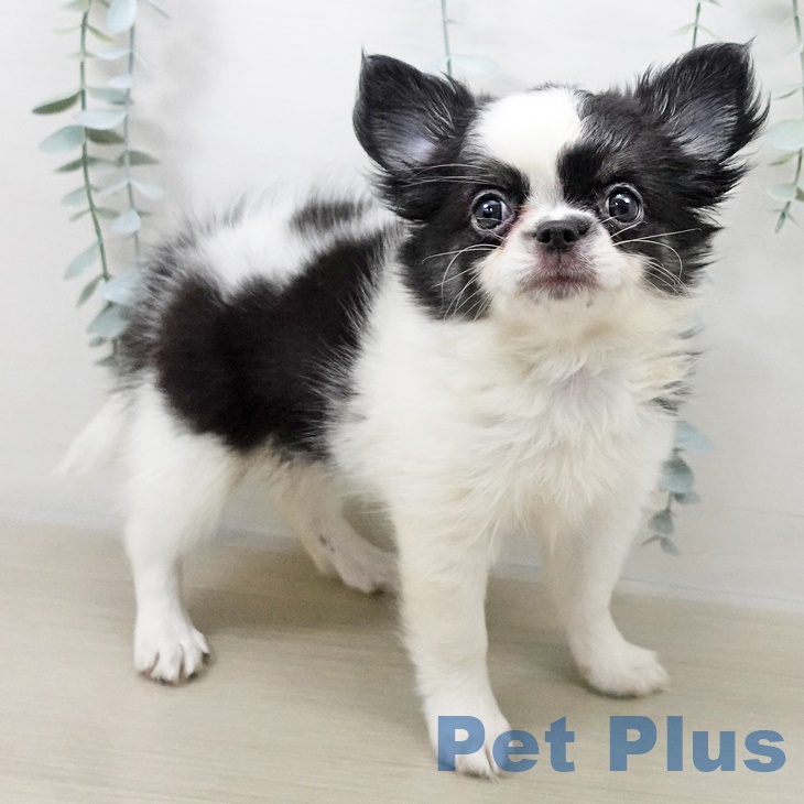 埼玉県のチワワ(ロング) (ペッツワン 新座店/2025年8月7日生まれ/女の子/ブラックタンスポッテッドオンホワイト)の子犬の1枚目の画像