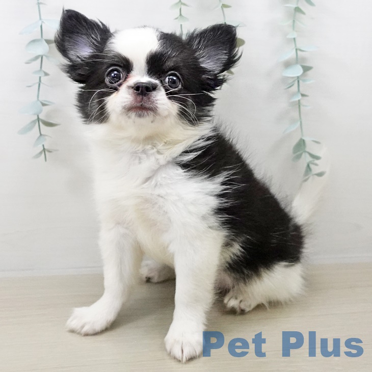 埼玉県のチワワ(ロング) (ペッツワン 新座店/2025年8月7日生まれ/女の子/ブラックタンスポッテッドオンホワイト)の子犬の2枚目の画像