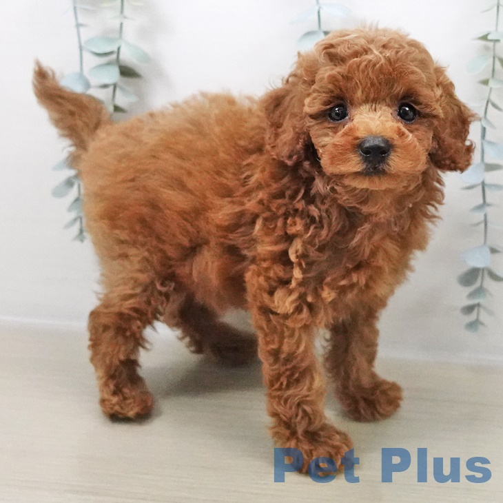 埼玉県のトイプードル(トイ) (ペットプラス与野店/2025年8月8日生まれ/男の子/レッド)の子犬