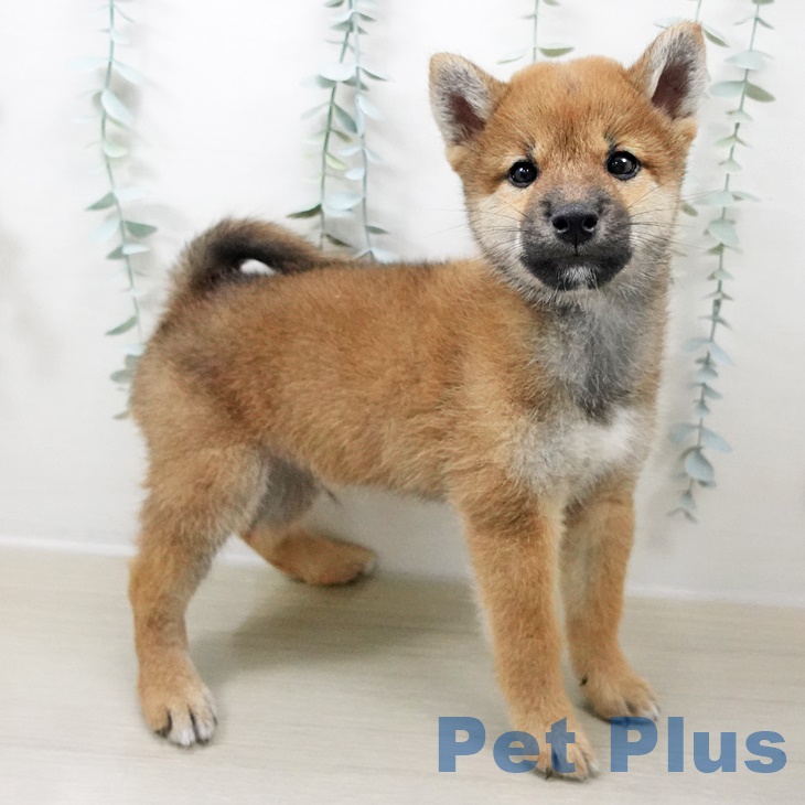山梨県の柴犬(標準サイズ) (ペットプラス甲府国母店/2025年8月9日生まれ/男の子/赤)の子犬
