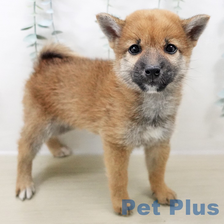 東京都の柴犬(標準サイズ) (ペットプラス青梅インター店/2025年8月9日生まれ/女の子/赤)の子犬の2枚目の画像