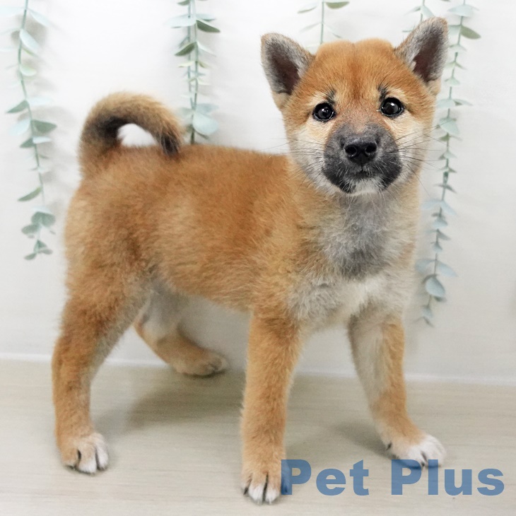 埼玉県の柴犬(標準サイズ) (浦和美園店/2025年8月9日生まれ/女の子/赤)の子犬の1枚目の画像