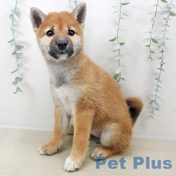 埼玉県の柴犬(標準サイズ) (浦和美園店/2025年8月9日生まれ/女の子/赤)の子犬の2枚目の画像