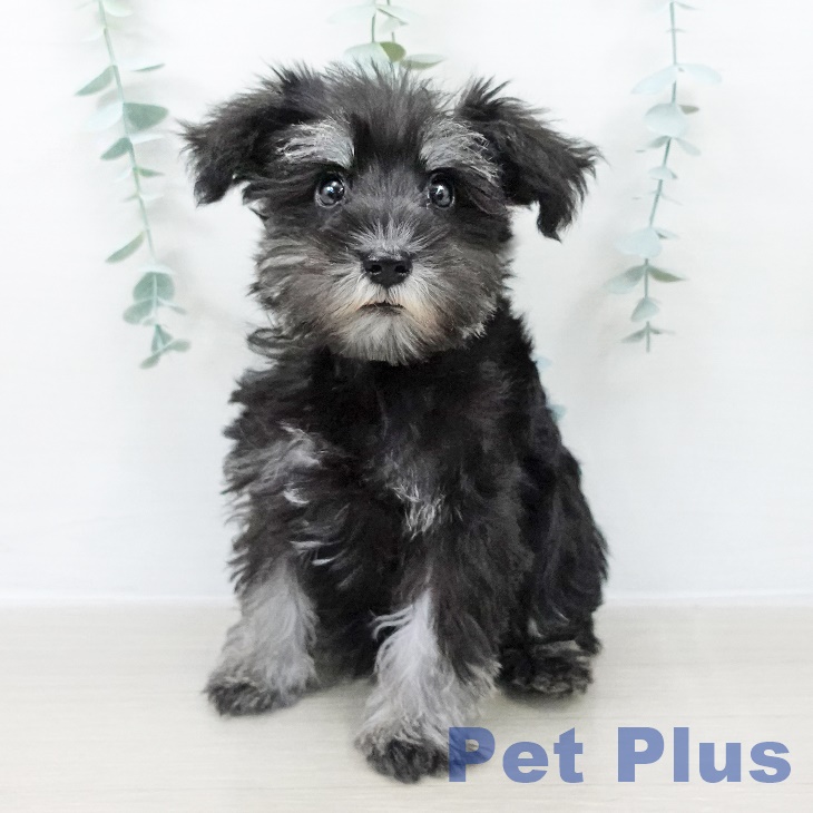 ミニチュア・シュナウザー