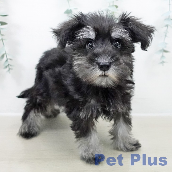 ミニチュア・シュナウザーの写真2