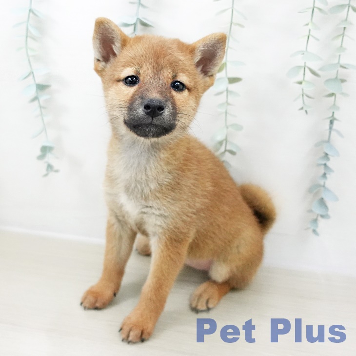 茨城県の柴犬(標準サイズ) (つくば店/2025年8月8日生まれ/女の子/赤)の子犬の1枚目の画像